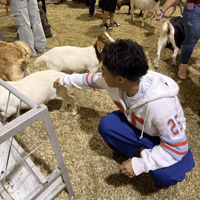 Gerald petting goats at the fair